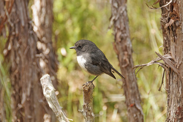 Obraz premium New Zealand Robin in the wilds