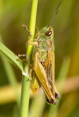 green grasshopper Chorthippus apicalis.