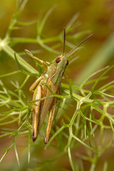green grasshopper Chorthippus apicalis.