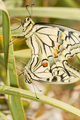 Swallowtail (Papilio machaon) butterfly insects mating.