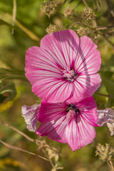 Annual Mallow (Lavatera trimestris) flower.