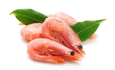 Tragetasche Coldwater shrimps © angorius