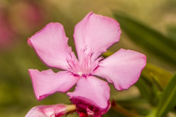 Fototapeta na wymiar Zamknąć widok oleander kwiaty (Nerium oleander).