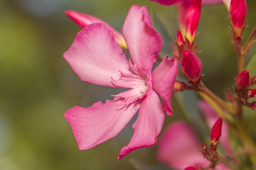 Close up view of Oleander Flowers (Nerium oleander).