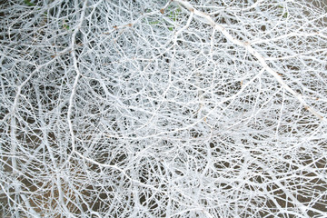 white tree branch