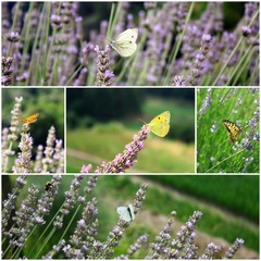 composition de papillons d'été dans les lavande