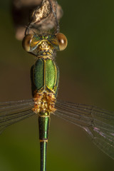 Southern Emerald Damselfly (Lestes barbarus)