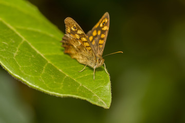 Obraz na płótnie Canvas Speckled Wood (Pararge aegeria) butterfly 