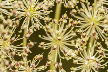 Obraz premium Wild Carrot (Daucus carota) flower.