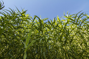 Fototapeta premium Giant Cane (Arundo donax)