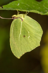 Gonepteryx cleopatra  butterfly 