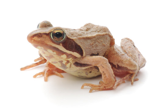 Brown Frog