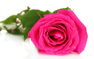 Obraz na płótnie Canvas beautiful pink rose on white background close-up
