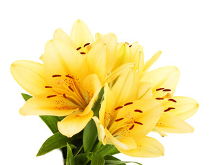 Obraz premium Beautiful orange lilies, isolated on white