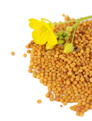 Mustard seeds with mustard flower isolated on white