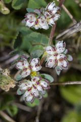 Algerian Tea (Paronychia argentea) flower