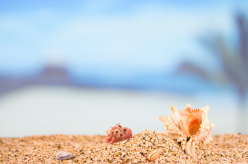 sandy beach in summer concept