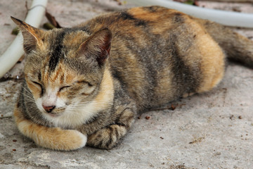 Thai cat sleeping