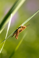 grasshopper in nature. macro