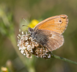 beautiful butterfly in nature