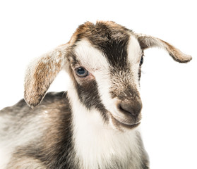 little goat isolated