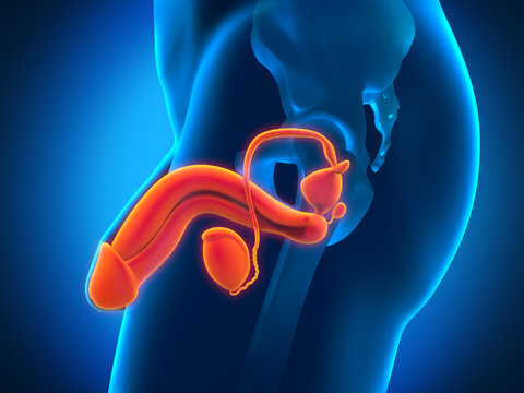 Male Reproductive System