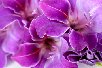 Beautiful gladiolus flower close up