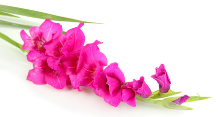 Fototapeta premium Beautiful gladiolus flower