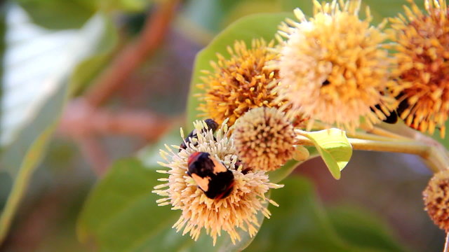 butterfly are sucking nectar on a flowering fruit.