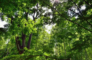 初夏の森
