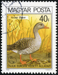 stamp printed in HUNGARY shows a Greylag Goose (Anser anser)
