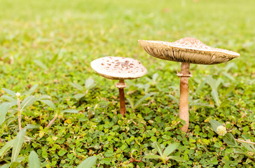 Forest mushrooms in the green field.