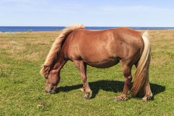 Horse grazing bye the sea