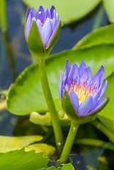 Obraz premium Lotus flower