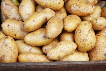 harvest potato
