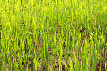 the soft rice are growing up in rice field