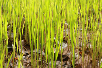 the soft rice are growing up in rice field
