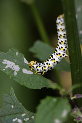 Braunwurz-Mönch (Raupe)