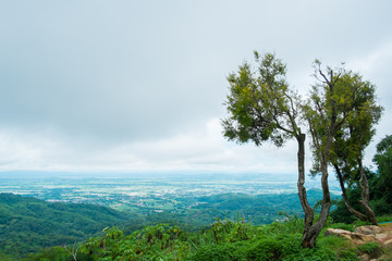 Fototapeta na wymiar tree on mountain with cloudy