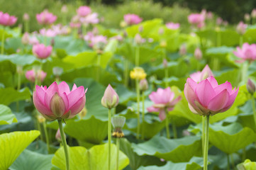 Obraz premium lotus blossoms
