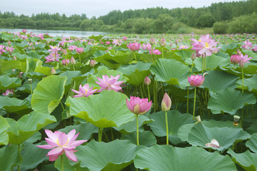 lotus blossoms