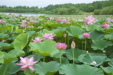 Door stickers Lotusflower lotus blossoms