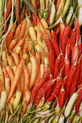colorful chili background