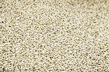 Wheat grain dry