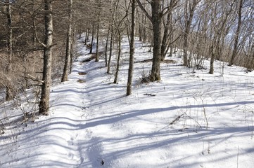 今倉山に続く雪道