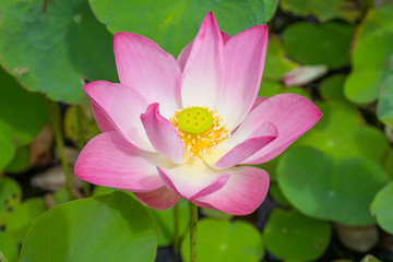 Lotus flower