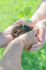 Elderly and young female hands holding soil with sprout