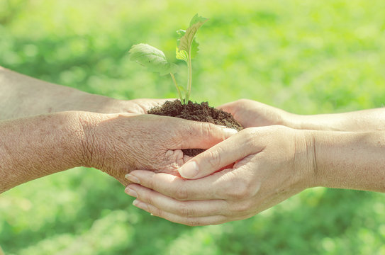 Elderly and young female hands holding soil with sprout