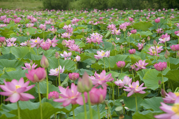 lotus blossoms