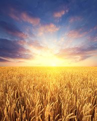 Ripening wheat field and sunrise sky as background